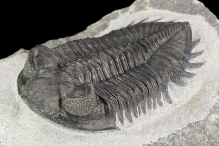 Coltraneia Trilobite Fossil - Huge Faceted Eyes #125233